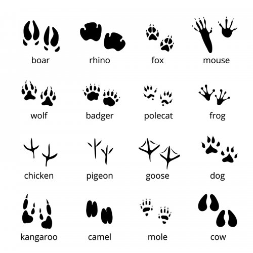 Silhouette of Animal Tracks representing different animals and birds